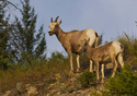 Ovis Canadensis